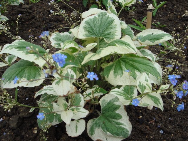 Brunnera macrophylla 'Variegata'